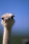 Ostrich (Struthio camelus australis)