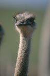 Ostrich (Struthio camelus australis)