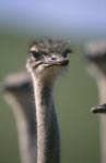 The ostrich is the largest living bird