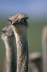 Ostrich Portrait (Struthio camelus australis)