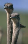Ostrich portait