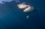 Young White Shark: Fascinating creature of evolution