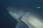 The great white shark has very large Gill slits