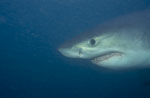 Young Great White Shark portrait