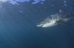 Apex predator Great White Shark