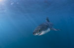 Baby Great White Shark searching for prey 