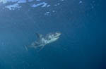 Young White Shark in plankton-rich water