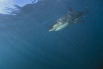 Great White Shark Carcharodon carcharias