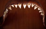 The jaw of a six-metre-long Great White shark