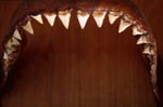 The jaw of a six-metre-long Great White shark