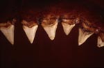 The teeth of a six meter Great White Shark
