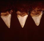Impressive great white shark teeth
