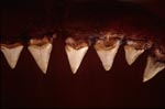 The teeth of a six-metre-long Great White Shark