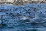 South African Fur Seals on Geyser Rock
