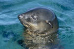 South African Fur Seal portrait