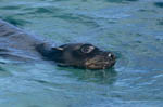 South African Fur Seal 
