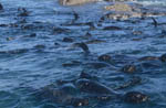 Fur Seals in front of Geyser Rock 