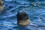 South African Fur Seal portrait 