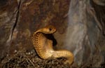 Fascinating Cape Cobra