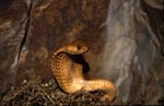 Cape Cobra (Naja nivea)