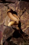 Cape Cobra with imposing threatening behavior