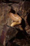 Cape Cobra in rock environment
