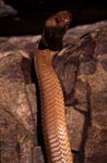 Fascinating Cape Cobra