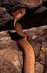 Golden shining body of Cape Cobra