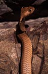 Attentive Cape Cobra