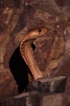 Erect Cape Cobra