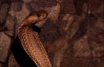 Fascination Cape Cobra