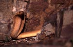 Observational Cape Cobra