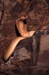 Cape Cobra in rocky terrain