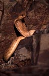 Cape Cobra with imposing threatening behavior
