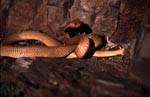 Impressive Cape Cobra in rocky terrain