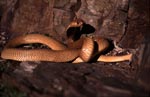 "Golden" Cape Cobra in front of rock wall