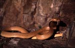 Golden Cape Cobra