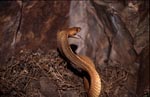Cape Cobra with open mouth