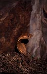 Cape cobra rises from the brushwood