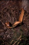 Cape Cobra leaves the brushwood