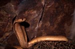 Attentive Cape Cobra