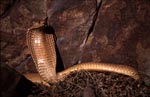Cape Cobra in front of colorful rock wall