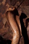 Very beautiful Cape Cobra