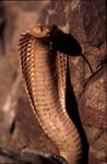 Cape Cobra hold its front section erect 