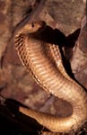 Cape Cobra hold its front section erect and spread its hood