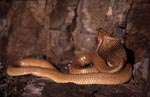 Impressive Cape Cobra (Naja nivea)