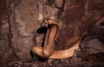 Impressive Cape Cobra