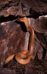 Cape Cobra observed a rock column)