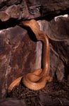 Cape Cobra is interested in a rock column