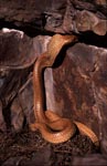 Cape Cobra on the way to a rock column